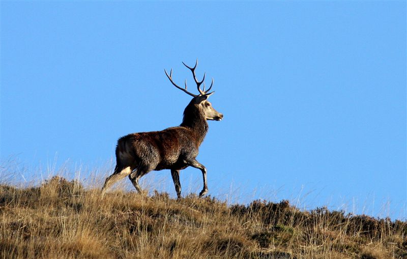 Cerf_Pyrénées_2007_10_14 Recad_Audinet.jpg