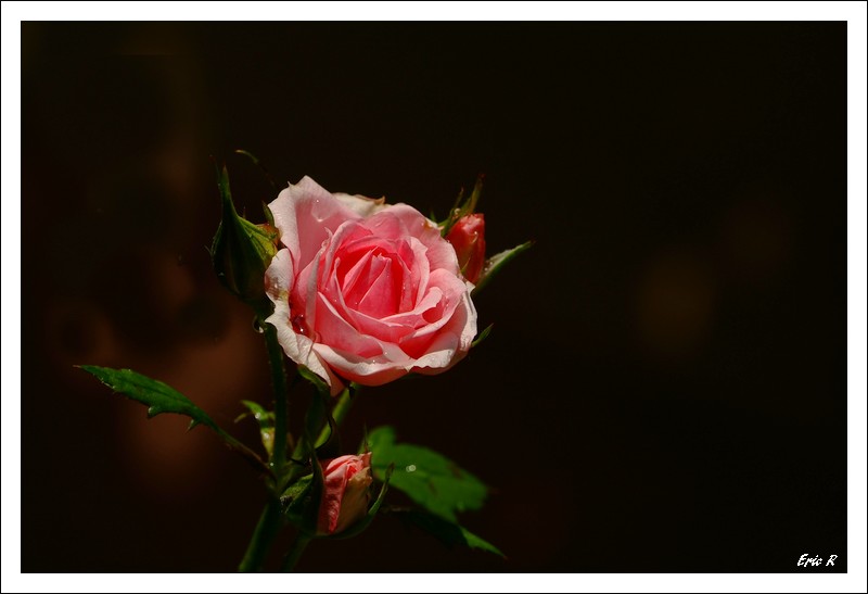 mon jardin 17.jpg