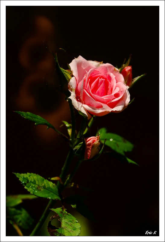 mon jardin 16.jpg