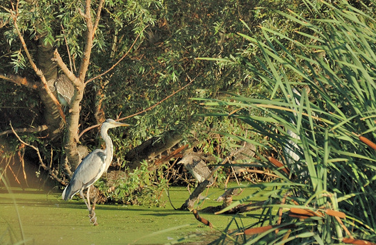 Ardea cinerea 38 Pierrelatte.jpg