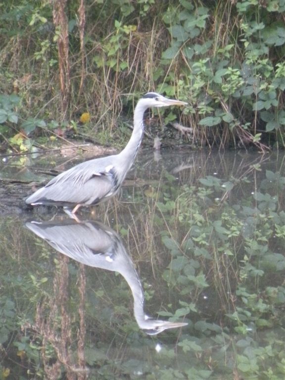 heron_reflet.jpg