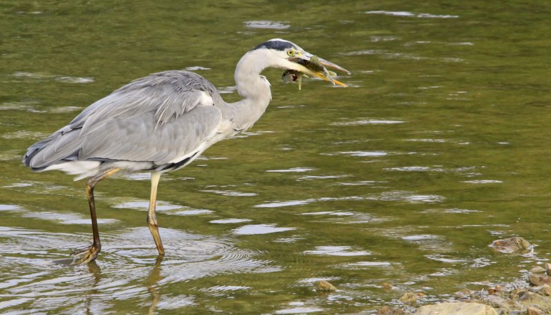 _28Héron cendré.jpg