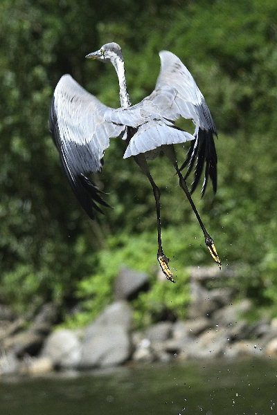 heron 5.jpg