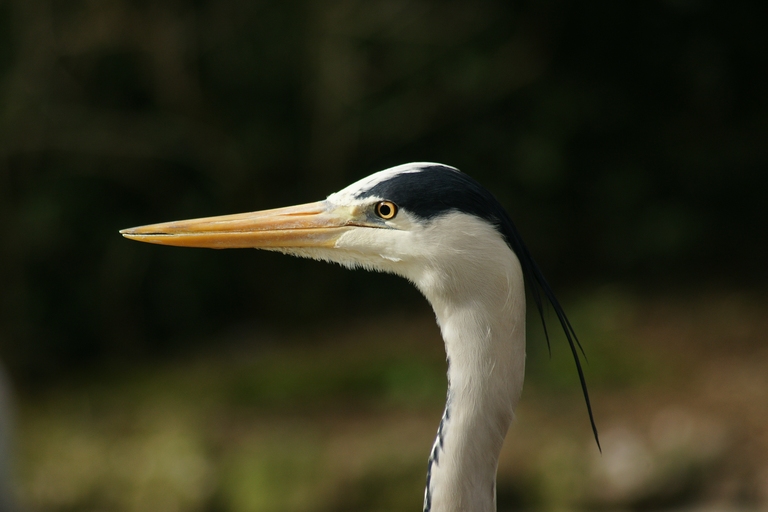 heron2.jpg