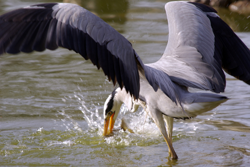 Héron cendré_02.jpg