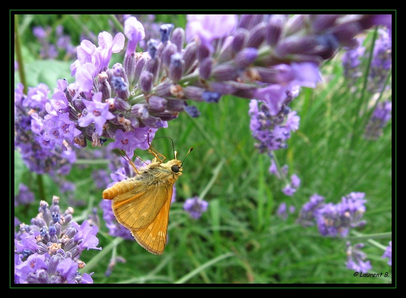 Hespéride orangée.jpg