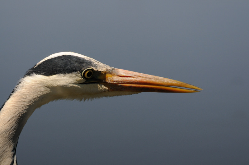 HERON CENDRE.1.jpg