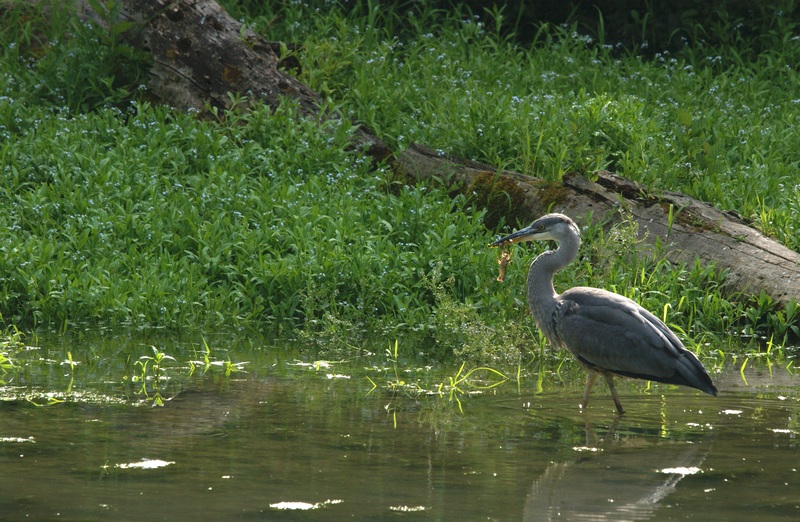heron-ecrevisse.jpg