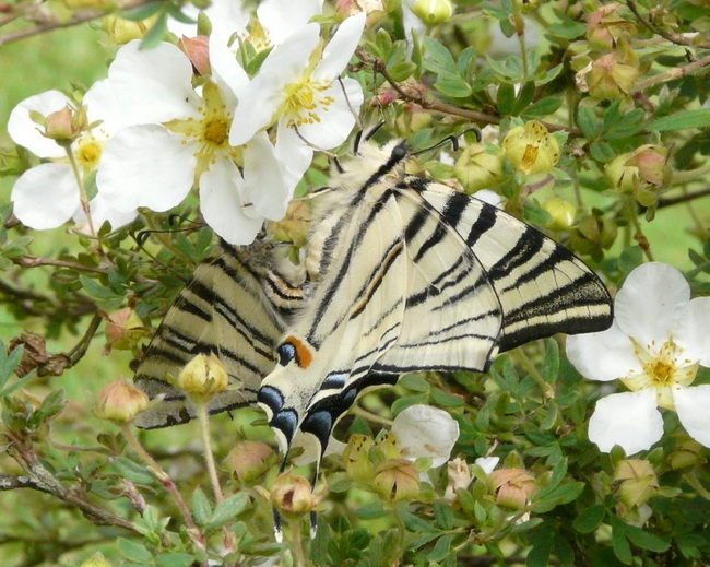 Flambé-accouplement-21.05.2009 redimentionné.jpg