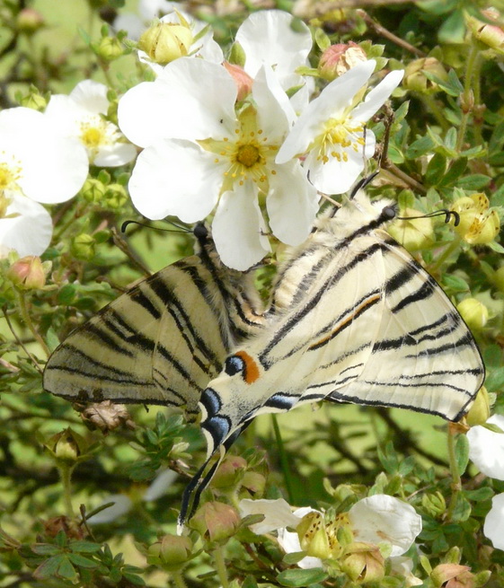 Flambé-accouplement-21.05.2009 redimentionné 1.jpg