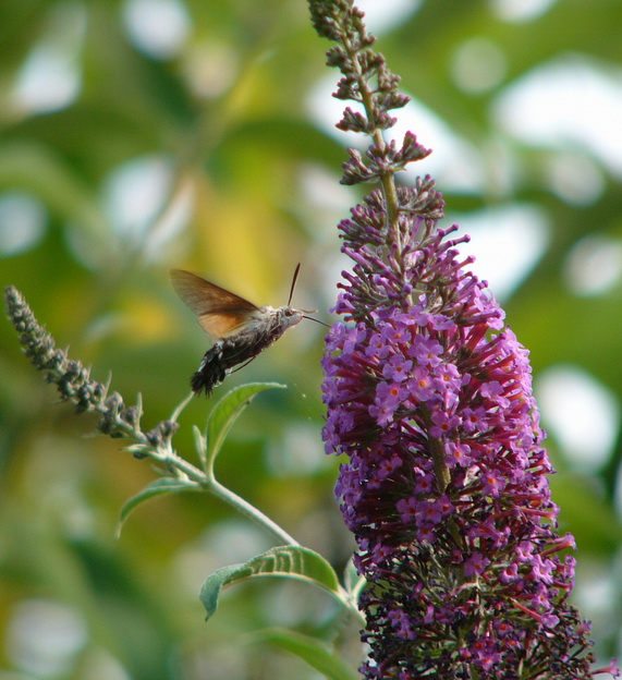 Moro-Sphinx 02.07.06  redimentionné 1.jpg