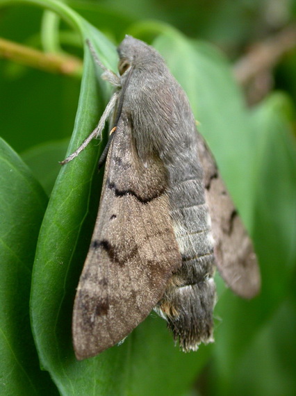 Moro sphinx 16.08.06  redimentionné.jpg