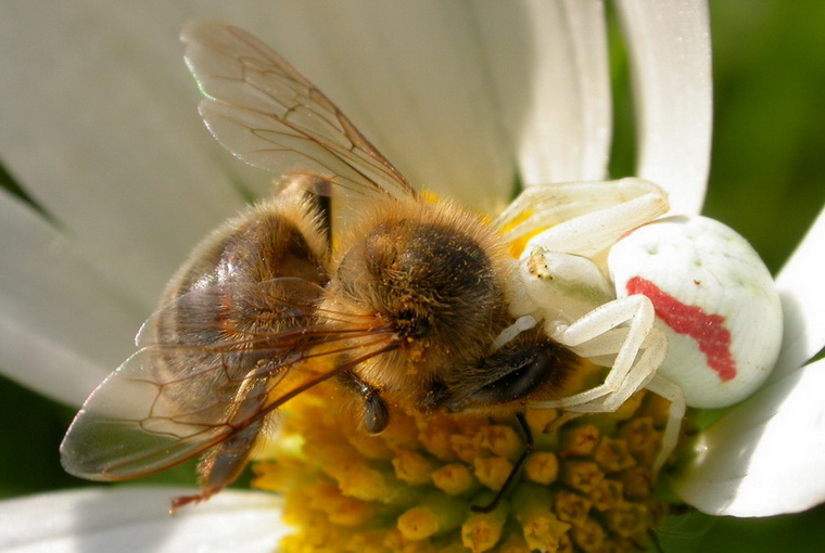 Misumena Vatia 1.jpg