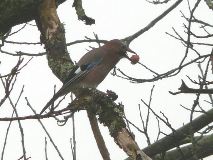 Geai 31.12.2008.jpg