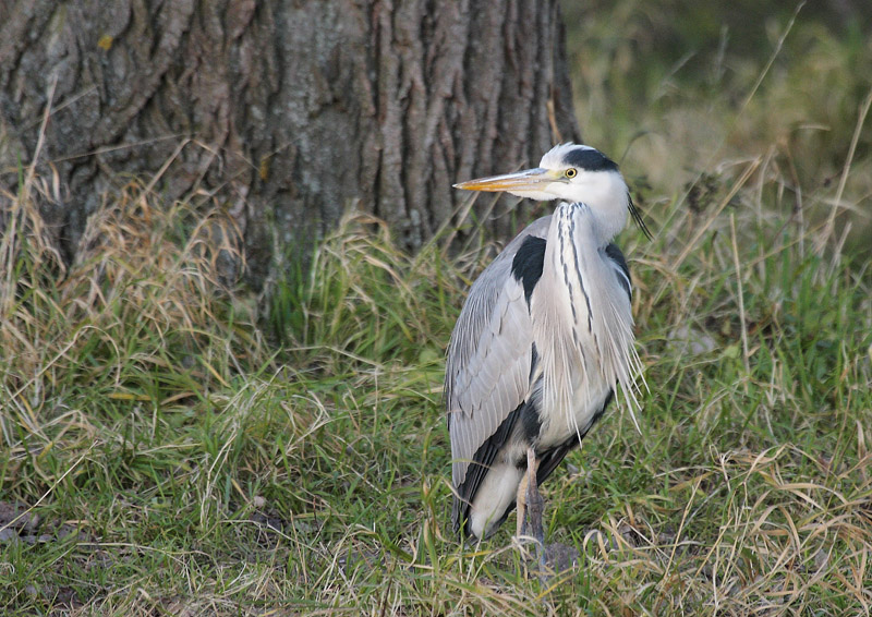 HERON_CENDRE_0001.JPG