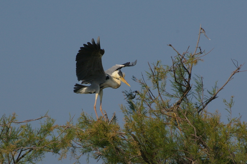 Héron cendré 009.jpg