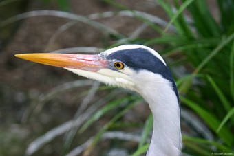 790 Héron cendré (Ardea cinerea) -Zwin-.jpg