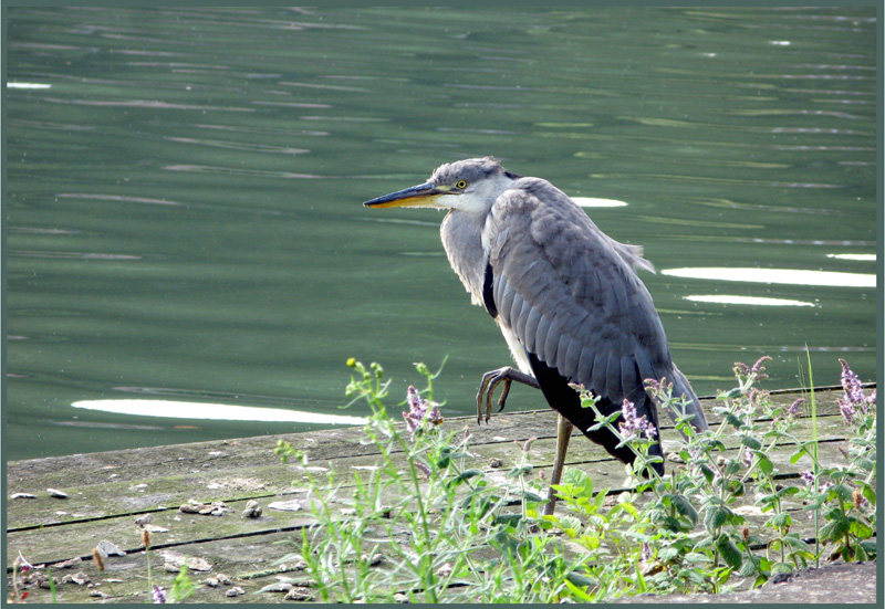 Héron  du bord de Meuse++.jpg