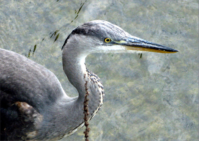 Jeune héron .(gros-plan)++.jpg
