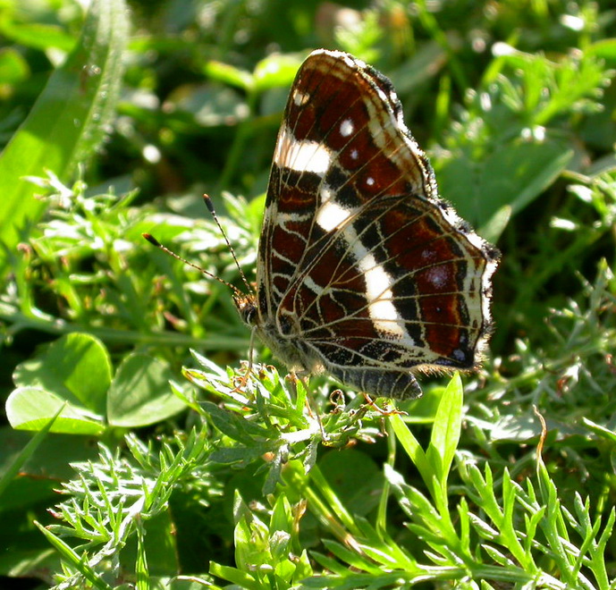 Carte Géographique-seconde génération-26.08.07   1.jpg