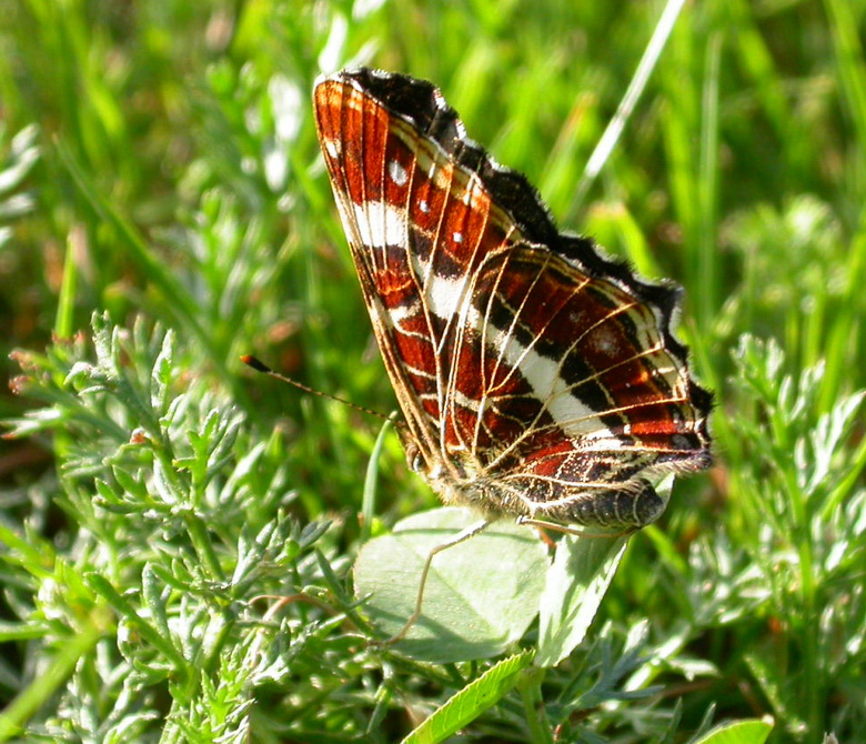 Carte Géographique-seconde génération-26.08.07.jpg