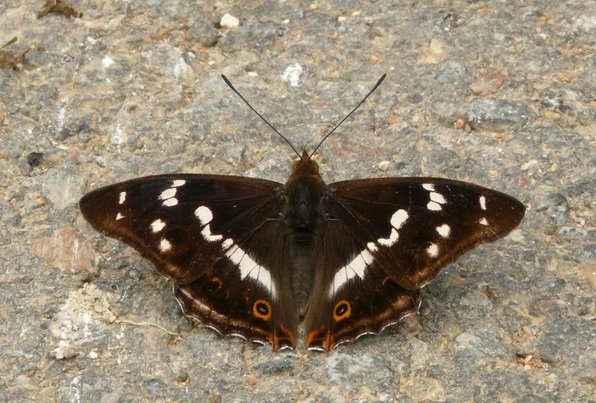 Grand Mars changeant 03.07.10.jpg