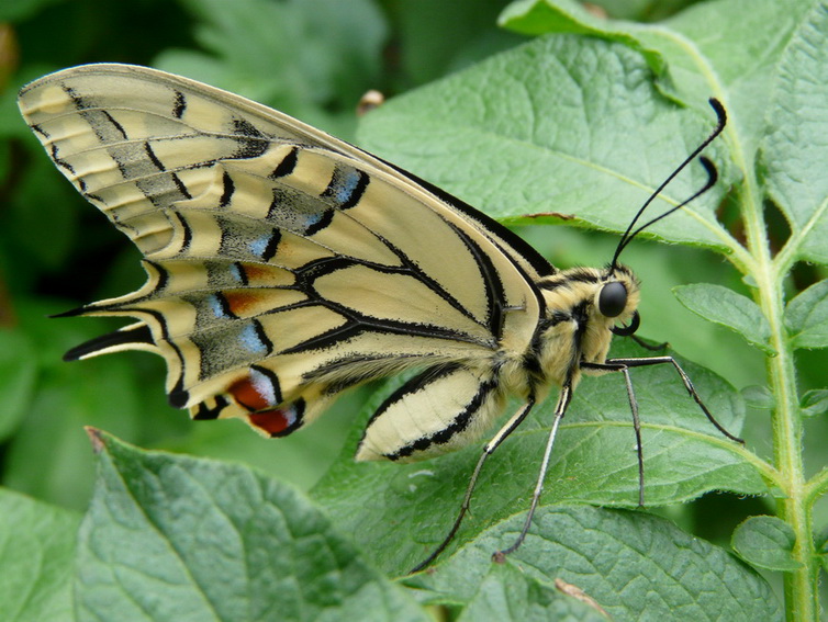 Machaon 14.07.2009 redimentionné.jpg
