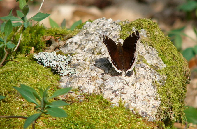 Morio ou Manteau Bigarré 14.04.07.jpg