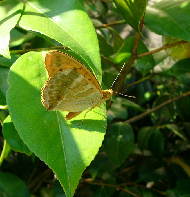 'Espagne 12.06.2006.jpg