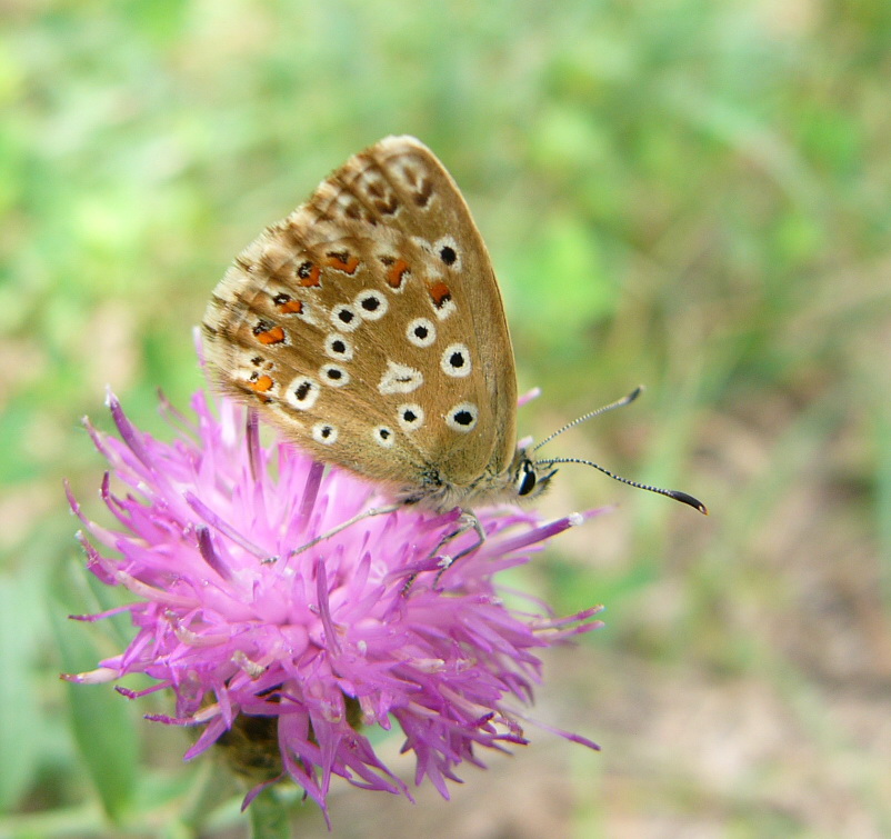 'Azuré bleu-céleste 29.07.06.jpg