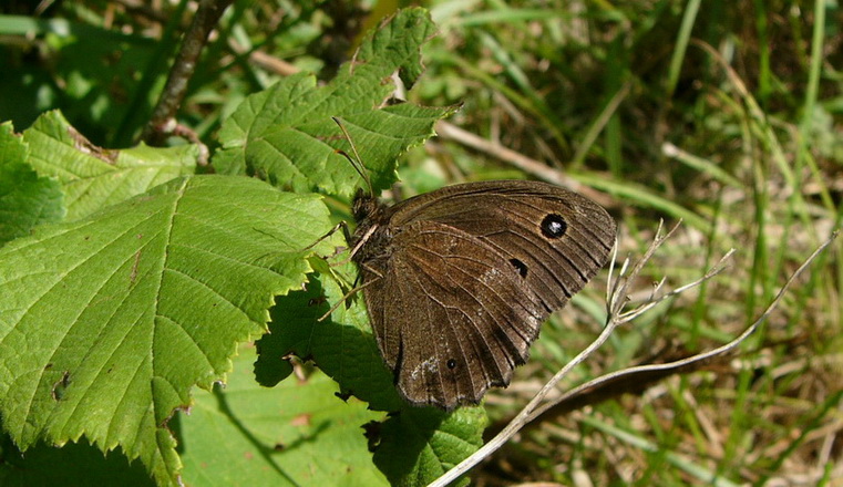 Le Grand Nègre des bois 29.07.06.jpg