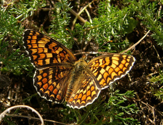 Mélitée des Centaurées 23.07.06.jpg