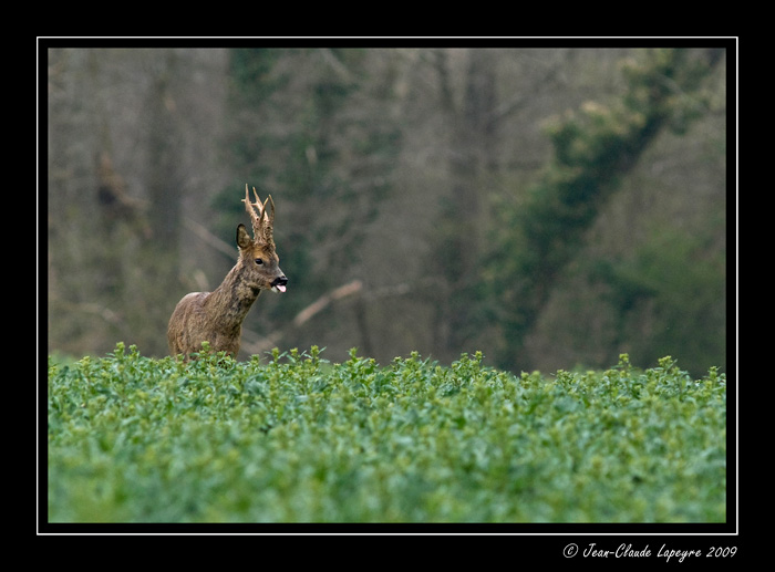 Brocard-dans-le-colza-5_04_2009.jpg