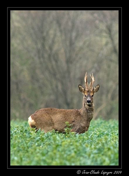 Brocard-dans-le-colza-5_04_2009_2-.jpg