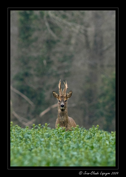 Brocard-dans-le-colza-5_04_2009-_3-.jpg