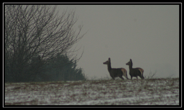 20090105_XR_1452 copie2.jpg