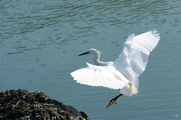 aigrette.jpg