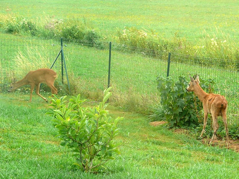 Photos Carole 030-1.jpg