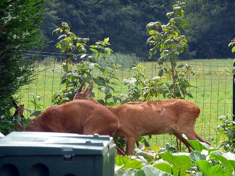 Photos Carole 037-1.jpg