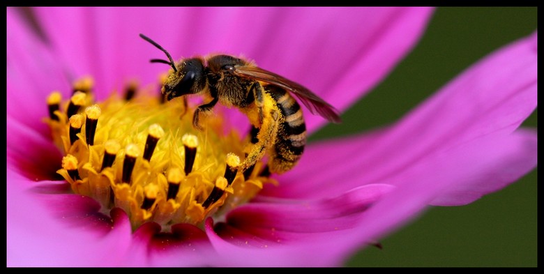 CarrÃ© abeille 2.jpg