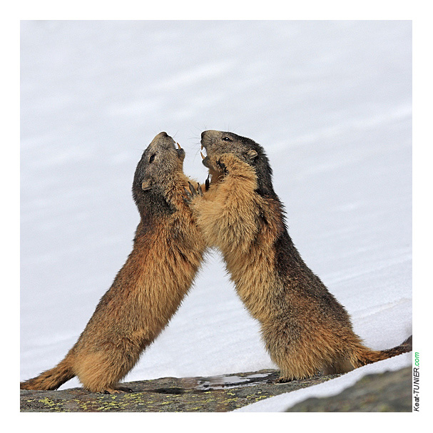 Marmotte-114c.jpg