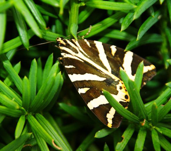 papillon 2 du jardin 07 aout 2010.JPG