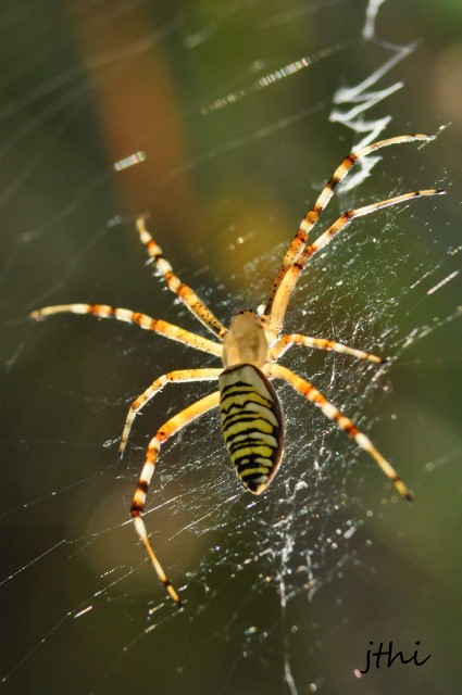 épeire fasciée ou argiope.jpg