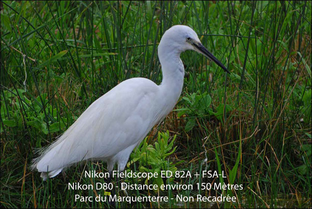 AIGRETTE_Web.jpg