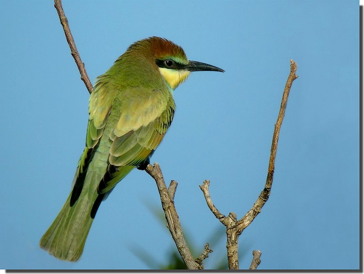 Guepier juvenile.jpg