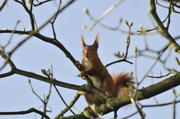 Ecureuil du jardin 1.jpg