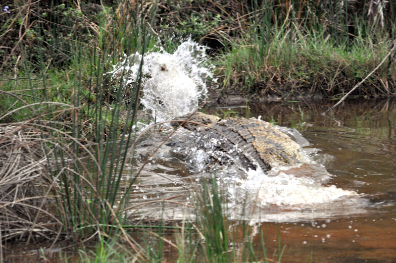 croco.jpg