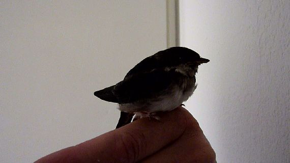 captures VLC2010-07-28-14h39m17s22.jpg