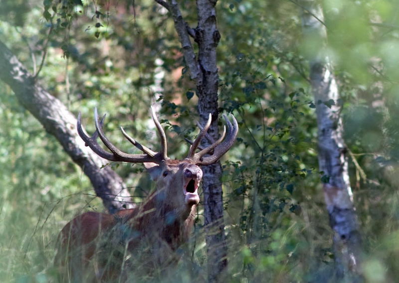 DSC_0035_cerf brame 2010_image nature.JPG