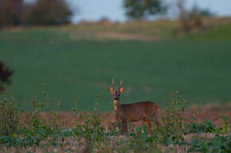 DSC_6701.jpg